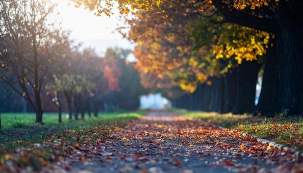 光輝く落葉した紅葉の道 光輝く落葉した紅葉の道の写真