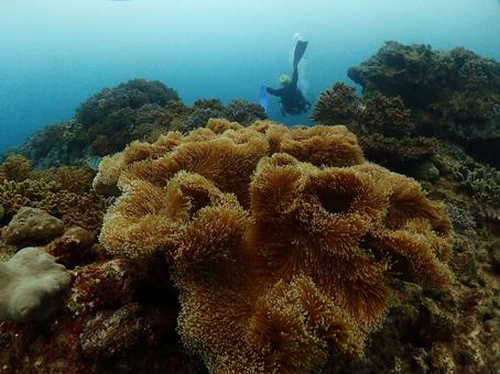 イソギンチャクと海 イソギンチャクと海 イソギンチャク,沖縄の海,水中写真の写真素材