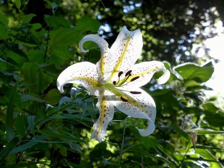 林道脇の草むらで日差しが透けるヤマユリ ヤマユリ,百合の花,花の写真素材