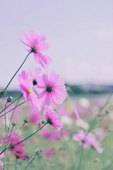 コスモスの写真