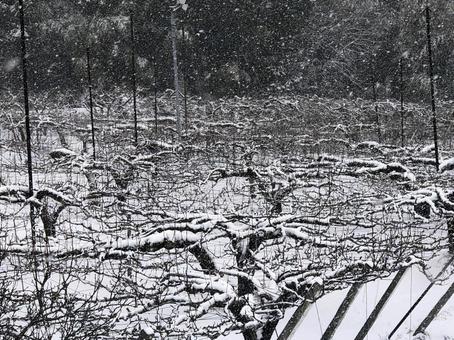 降り積もるボタン雪 降り積もるボタン雪の写真