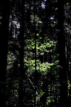 森に差す光の神秘的な風景 森に差す光の神秘的な風景の写真