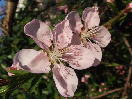 桜の夫婦 桜の夫婦の写真