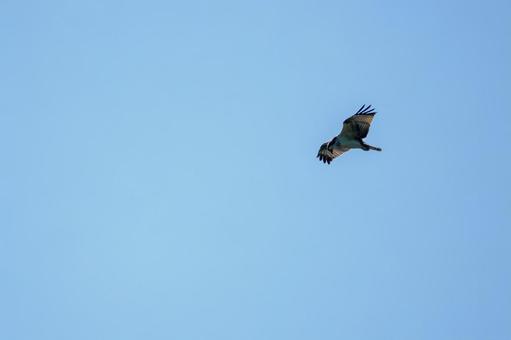 Osprey (8), JPG Osprey (8), JPG