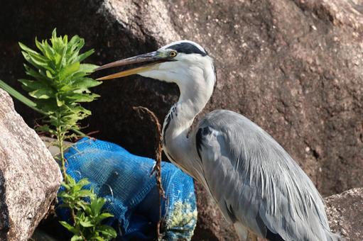 サギ サギ サギ,鳥,くちばしの写真素材