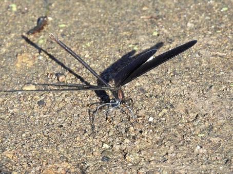 川辺にとまるハグロトンボの写真