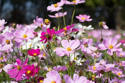 コスモスの写真