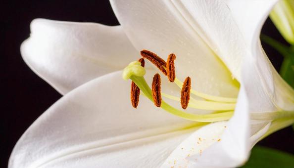 白いテッポウユリの花 白いテッポウユリの花の写真