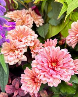 おだやかな色のマム マム,キク,花の写真素材