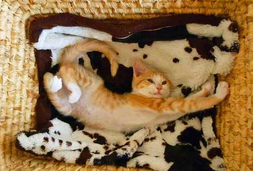 我が家の猫 我が家の猫の写真