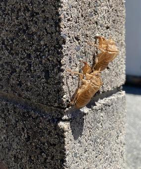 ブロック塀にセミの抜け殻２個 セミの抜け殻,2個,ブロック塀の写真素材