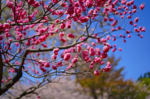 北海道の梅の花 北海道の梅の花の写真