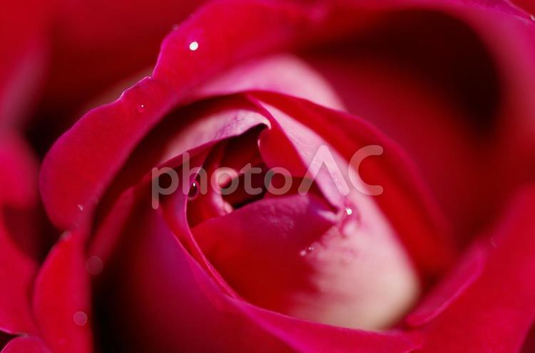 雨上がりの赤い薔薇 バラ,花,愛の写真素材