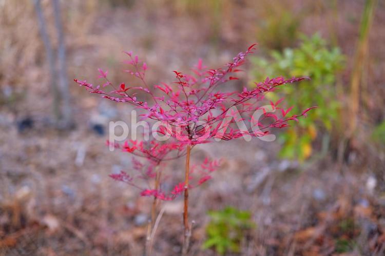 阿蘇のそこらへんに生えてた紅葉した葉 阿蘇,紅葉,自然の写真素材