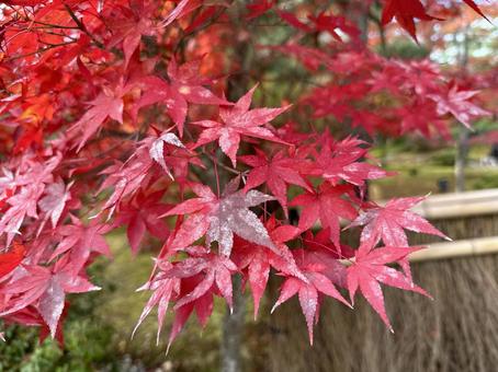 Bright red maple leaves 2, JPG Bright red maple leaves 2, JPG