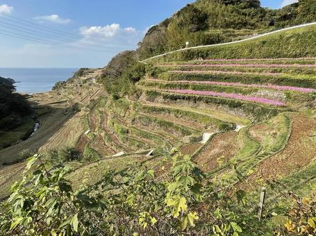 海が見える浜野浦の棚田 海が見える浜野浦の棚田 玄界灘,棚田,佐賀県の写真素材