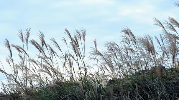 稲取細野高原のすすき野原　9の写真