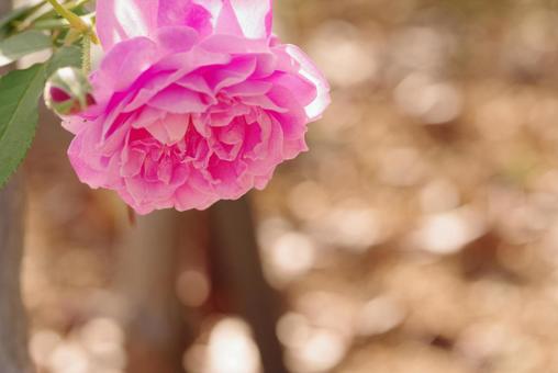 Photo, rose, rose of pink, flower, 