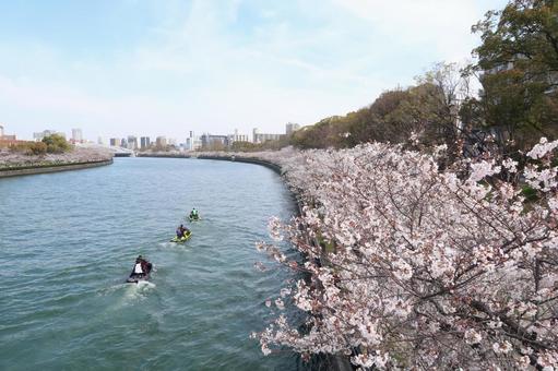 Cherry blossoms, cherry blossoms, Yoshino cherry blossoms, spring flowers, blue sky, JPG Cherry blossoms, cherry blossoms, Yoshino cherry blossoms, spring flowers, blue sky, JPG