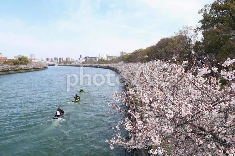 桜並木　桜　染井吉野　春の花　青空 桜並木,桜,染井吉野の写真素材