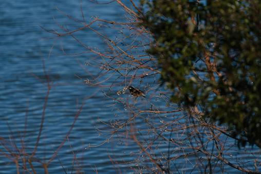 ナンキンハゼの実をついばむムクドリ ムクドリ,野鳥,鳥の写真素材