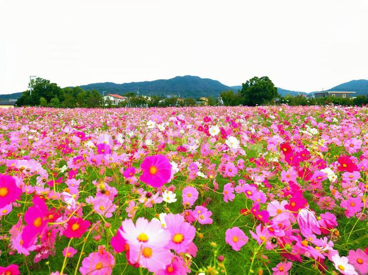 コスモス　秋桜　ピンク コスモス,秋桜,ピンクの写真素材