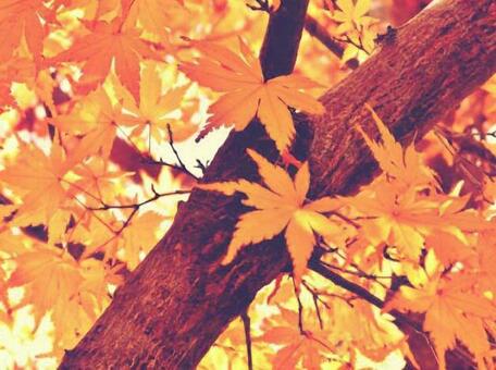 紅葉 紅葉 紅葉,楓,木の写真素材