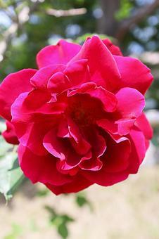 赤い薔薇 赤い薔薇の写真