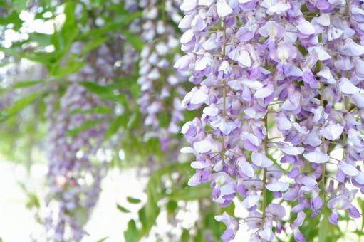 フジの花 フジの花の写真