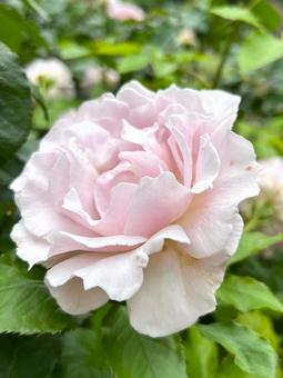 Light pink rose, JPG