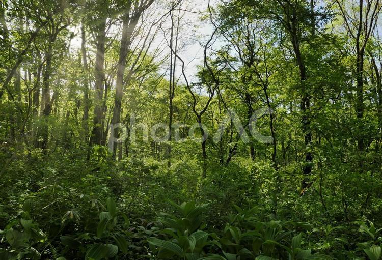 新緑に包まれた高原の朝 新緑,木漏れ日,日光の写真素材