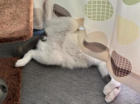 頭を隠して寝てる猫 頭を隠して寝てる猫 ねこ,可愛い,ペットの写真素材