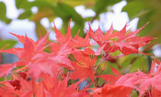 真っ赤なもみじの紅葉 真っ赤なもみじの紅葉の写真