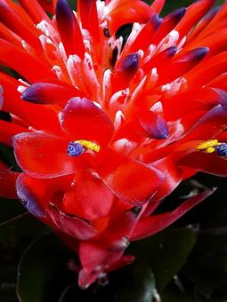 ベニフデツツアナナスの花 ベニフデツツアナナスの花の写真