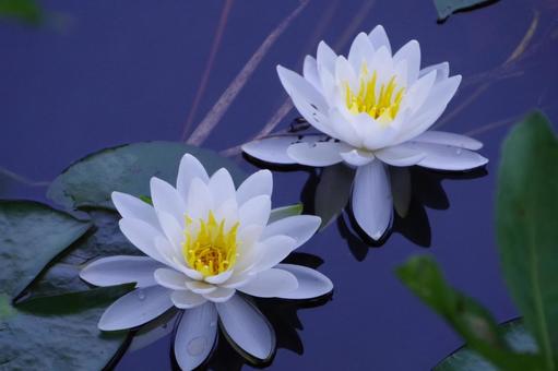 Water lily, JPG