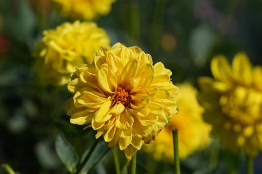 ダリア（イエローパール） ダリア,イエローパール,黄色の写真素材