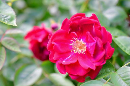 ピンク色の薔薇 ピンク色の薔薇の写真