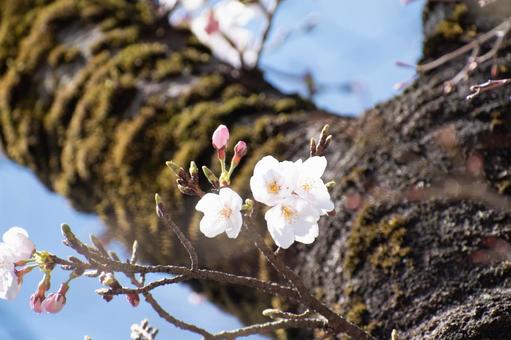 春に咲く薄ピンク色の桜 春に咲く薄ピンク色の桜の写真