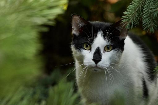 Canadian street cat, JPG