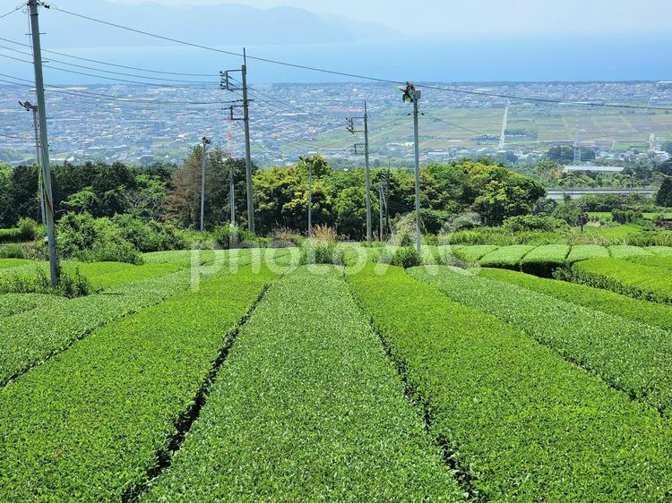 綺麗に茶摘みされた茶畑 茶摘み,茶摘みあと,茶畑の写真素材
