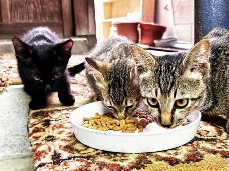 食事に夢中な子猫 食事に夢中な子猫 ノラ猫,子猫,サバトラ猫の写真素材