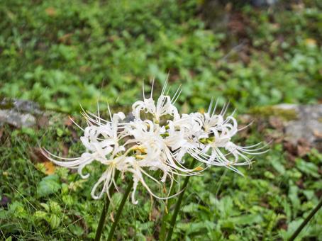 清らかに咲く白曼珠沙華 清らかに咲く白曼珠沙華の写真
