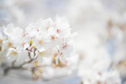Cherry blossoms in full bloom (Somei Yoshino), JPG Cherry blossoms in full bloom (Somei Yoshino), JPG
