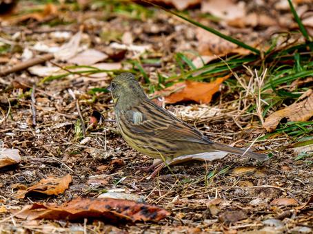 地面を歩くアオジ 地面を歩くアオジ アオジ,野鳥,鳥の写真素材