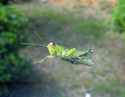 Photo, locust, back side, abdomen, 