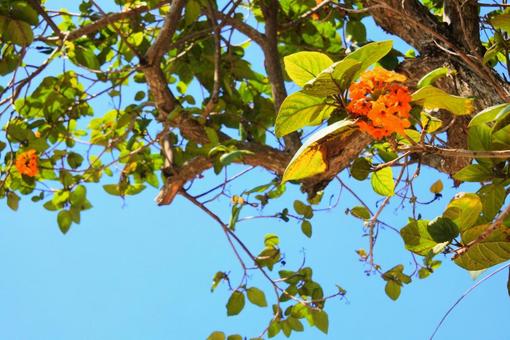 美しいオレンジの花 美しいオレンジの花 美しい,緑,草の写真素材