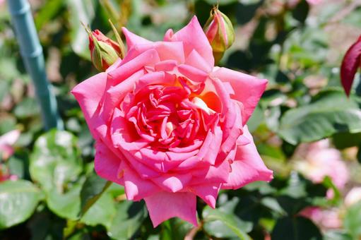 薔薇 かすやの里 薔薇 かすやの里 薇,かすやの里,花の写真素材