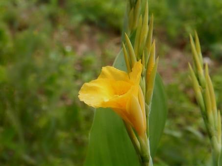 【花の写真】カンナ（美人蕉）の写真