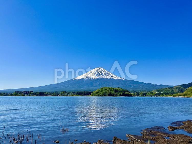 河口湖畔から望む富士山 富士山,河口湖,湖の写真素材