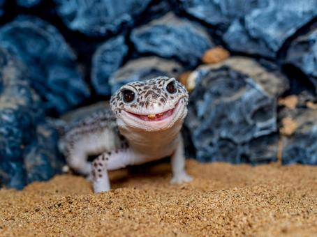 ヒョウモントカゲモドキのアップ ヒョウモントカゲモドキ,レオパ,レオパードゲッコーの写真素材